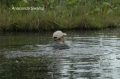 andes, amazon, wildlife, ecuad-08